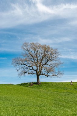 Pfaeffikon, Canton Zürih, İsviçre, 10 Nisan 2023 Majestic büyük ağaç güneşli bir bahar gününde küçük yeşil bir tepenin tepesinde tek başına duruyor.