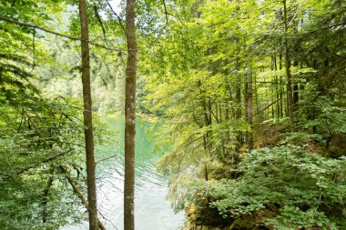 Waegital, Canton Schwyz, İsviçre, 13 Haziran 2023 Waegitalersee Gölü kıyısındaki küçük bir ormanın kırsal manzarası