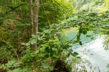 Waegital, Canton Schwyz, İsviçre, 13 Haziran 2023 Waegitalersee Gölü kıyısındaki küçük bir ormanın kırsal manzarası