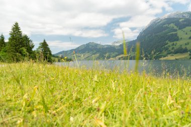 Waegital, Canton Schwyz, İsviçre, 13 Haziran 2023. Arka planda muhteşem İsviçre alpleri olan Waegitalersee Gölü kıyısındaki taze yeşil çayır.