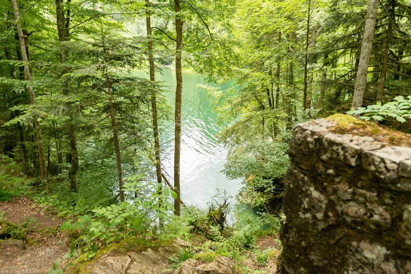 stock image Waegital, Canton Schwyz, Switzerland, June 13, 2023 Rural scenery from a little forest at the coast of the lake Waegitalersee