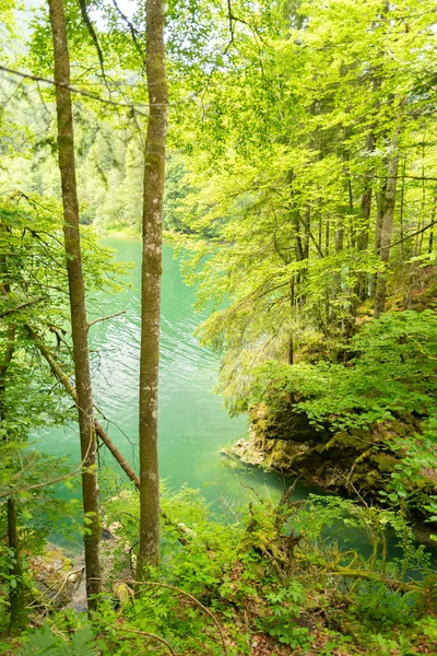 stock image Waegital, Canton Schwyz, Switzerland, June 13, 2023 Rural scenery from a little forest at the coast of the lake Waegitalersee