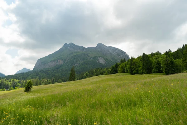 Waegital Kanton Schwyz Zwitserland Juni 2023 Groene Weide Aan Kust — Stockfoto