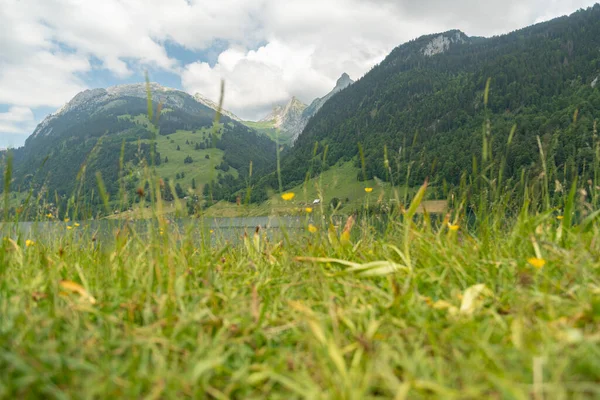 2023年6月13日スイスのカントン シュヴィーツ ウェイギタル湖の海岸にある新鮮な緑の牧草地背景に美しいスイスのアルプスと — ストック写真