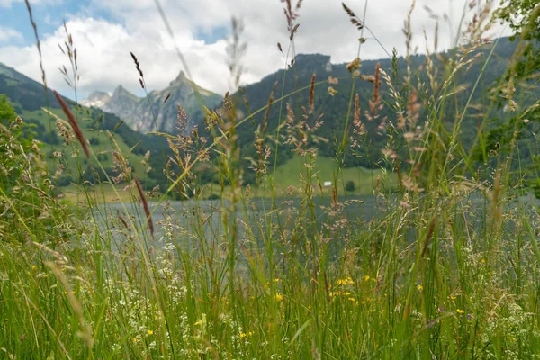 Waegital Canton Schwyz Schweiz Juni 2023 Fascinerande Utsikt Över Sjön — Stockfoto