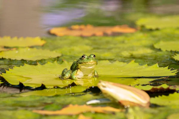 瑞士苏黎世 2023年7月14日 在阳光明媚的一天 青蛙正与一些水百合一起在一个池塘里休息 — 图库照片
