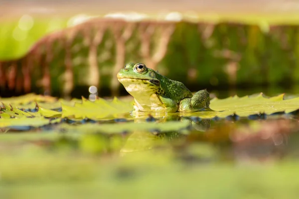 瑞士苏黎世 2023年7月14日 在阳光明媚的一天 青蛙正与一些水百合一起在一个池塘里休息 — 图库照片