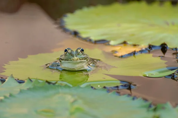 Zurique Suíça Julho 2023 Frog Está Relaxando Lago Com Alguns — Fotografia de Stock