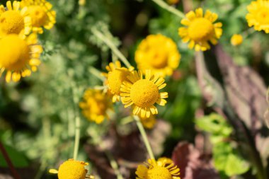 Zürih, İsviçre, 14 Temmuz 2023 Cota Tinctoria veya botanik bahçesindeki altın Marguerite çiçeği