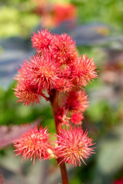 Zürih, İsviçre, 14 Temmuz 2023 Ricinus Communis veya botanik bahçesindeki hintyağı fabrikası