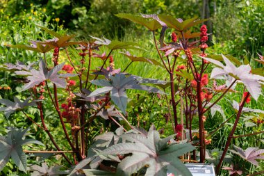 Zürih, İsviçre, 14 Temmuz 2023 Ricinus Communis veya botanik bahçesindeki hintyağı fabrikası