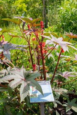 Zürih, İsviçre, 14 Temmuz 2023 Ricinus Communis veya botanik bahçesindeki hintyağı fabrikası