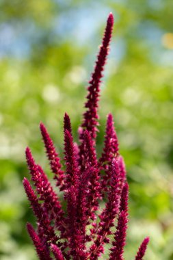 Zürih, İsviçre, 14 Temmuz 2023 Amaranthus Paniculatus veya Amaranthus Grain botanik bahçesinde