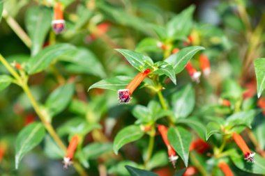 Zürih, İsviçre, 14 Temmuz 2023 Cuphea Ignea veya botanik bahçesindeki puro fabrikası