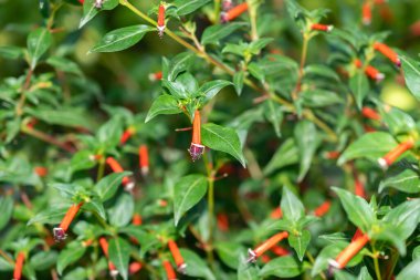 Zürih, İsviçre, 14 Temmuz 2023 Cuphea Ignea veya botanik bahçesindeki puro fabrikası