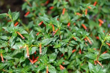 Zürih, İsviçre, 14 Temmuz 2023 Cuphea Ignea veya botanik bahçesindeki puro fabrikası