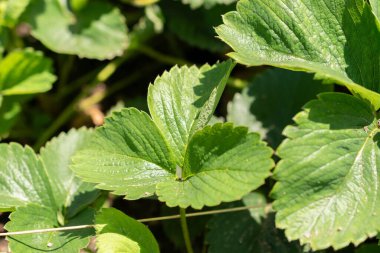 Zürih, İsviçre, 14 Temmuz 2023 Fragaria X Ananassa veya botanik bahçesindeki bahçe çileği
