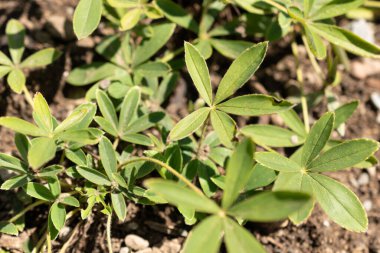 Zürih, İsviçre, 14 Temmuz 2023 Potentilla Alba veya botanik bahçesindeki beyaz sinkuefoil fabrikası