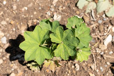 Zürih, İsviçre, 14 Temmuz 2023 Alchemilla Xanthochlora ya da botanik bahçesindeki kadın mantosu