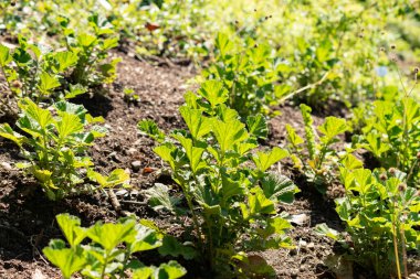 Zürih, İsviçre, 14 Temmuz 2023 Geum Magellanicum bitkisi botanik bahçesinde