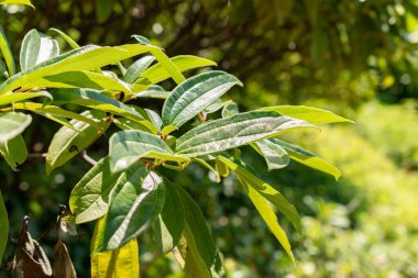 Zürih, İsviçre, 14 Temmuz, 2023 Viburnum Davidii veya David Viburnum botanik bahçesindeki fabrika