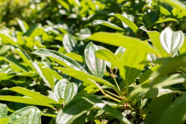 Zürih, İsviçre, 14 Temmuz, 2023 Viburnum Davidii veya David Viburnum botanik bahçesindeki fabrika