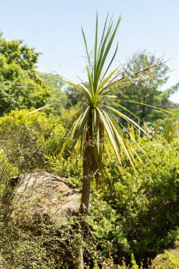 Zürih, İsviçre, 14 Temmuz 2023 Cordyline Australis veya botanik bahçesindeki lahana ağacı