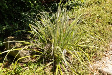 Zürih, İsviçre, 14 Temmuz 2023 Astelia Banksii bitkisi botanik bahçesinde