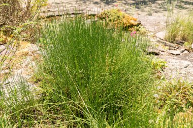 Zürih, İsviçre, 14 Temmuz 2023 Ephedra Helvetica bitkisi botanik bahçesinde