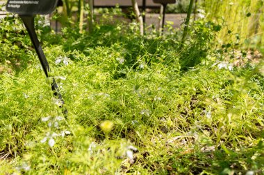 Zürih, İsviçre, 14 Temmuz 2023 Nigella Sativa veya botanik bahçesindeki siyah kimyon bitkisi