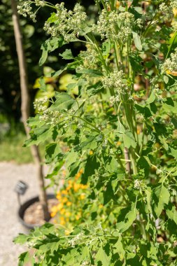 Zürih, İsviçre, 14 Temmuz 2023 Chenopodium Quinoa Bitkisi Botanik Bahçesi