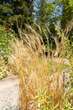 Zürih, İsviçre, 14 Temmuz 2023 Tritinum Monococcum veya botanik bahçesindeki tek tahıl