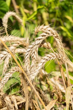 Zürih, İsviçre, 14 Temmuz 2023 Triticosecale ya da botanik bahçesindeki Triticale fabrikası