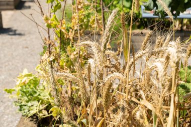 Zürih, İsviçre, 14 Temmuz 2023 Triticosecale ya da botanik bahçesindeki Triticale fabrikası