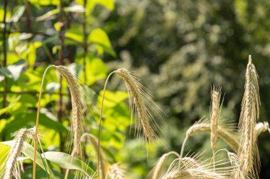 Zürih, İsviçre, 14 Temmuz 2023 Botanik bahçesindeki Secale Cereale veya Rye bitkisi