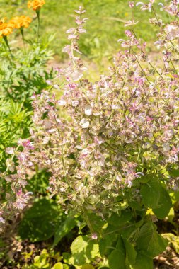 Zürih, İsviçre, 14 Temmuz 2023 Hepatica Nobilis veya botanik bahçesindeki Hepatica bitkisi