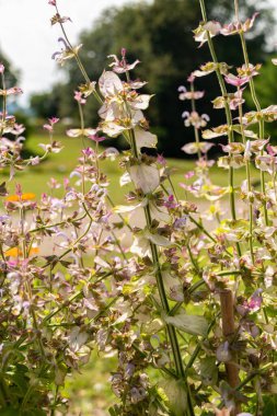 Zürih, İsviçre, 14 Temmuz 2023 Hepatica Nobilis veya botanik bahçesindeki Hepatica bitkisi