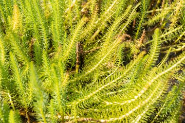 Zürih, İsviçre, 14 Temmuz 2023 Vulgaris Hippuris veya botanik bahçesinde kısrakların kuyruğu