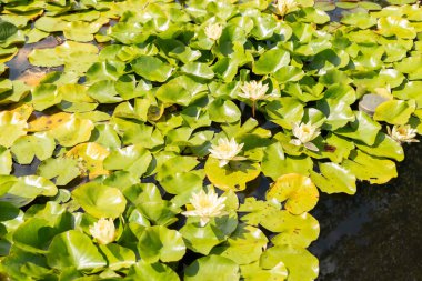 Zürih, İsviçre, 14 Temmuz 2023 Marliacea Kromatella veya botanik bahçesindeki nilüfer bitkisi