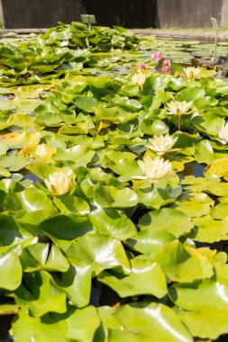 Zürih, İsviçre, 14 Temmuz 2023 Marliacea Kromatella veya botanik bahçesindeki nilüfer bitkisi