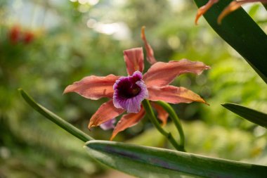 Zürih, İsviçre, 14 Temmuz 2023 Laelia Tenebrosa orkidesi botanik bahçesinde