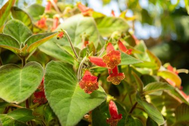 Zürih, İsviçre, 14 Temmuz 2023 Kohleria Bogotensis bitkisi botanik bahçesinde.