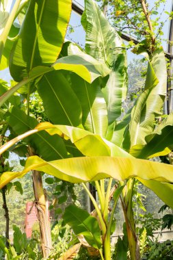 Zürih, İsviçre, 14 Temmuz 2023 Musa X Acuminata veya botanik bahçesindeki Tayland muz ağacı