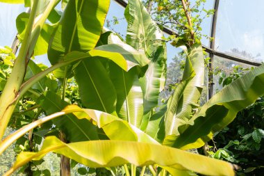 Zürih, İsviçre, 14 Temmuz 2023 Musa X Acuminata veya botanik bahçesindeki Tayland muz ağacı