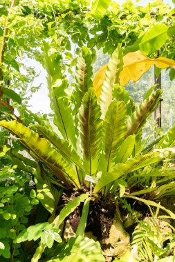 Zürih, İsviçre, 14 Temmuz 2023 Asplenium Australasicum veya kuş yuvası botanik bahçesinde