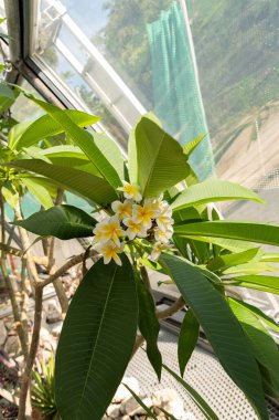 Zürih, İsviçre, 14 Temmuz 2023 Botanik Bahçesindeki Plumeria Alba fabrikası