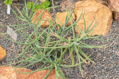 Zürih, İsviçre, 14 Temmuz 2023 Aloe Isaloensis bitkisi botanik bahçesinde.