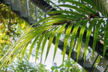 Zürih, İsviçre, 14 Temmuz 2023 Cyrtostachys Renda veya botanik bahçesindeki kırmızı yelkenli palmiyesi