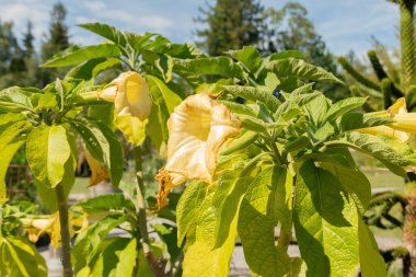 Zürih, İsviçre, 14 Temmuz 2023 Brugmansia Aurea veya botanik bahçesindeki altın melekler.