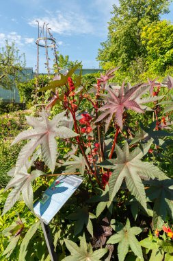 Zürih, İsviçre, 14 Temmuz 2023 Ricinus Communis veya botanik bahçesindeki hintyağı fabrikası